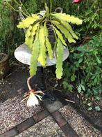 epiphyllum creme de menthe, Tuin en Terras, Planten | Tuinplanten, Ophalen of Verzenden, Zomer, Volle zon