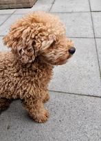 Dekreu beschikbaar: Toy Poedel met FCI stamboom, Dieren en Toebehoren, Honden | Dekreuen, Rabiës (hondsdolheid), Reu, 1 tot 2 jaar