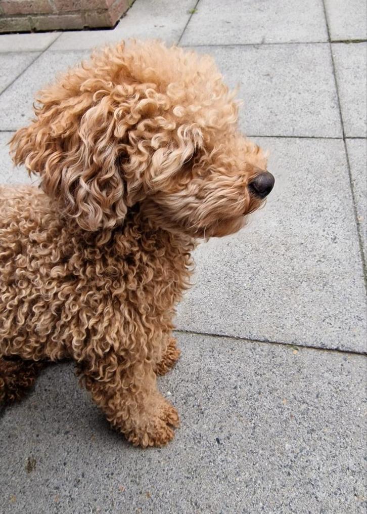 Dekreu beschikbaar: Toy Poedel met FCI stamboom, Dieren en Toebehoren, Honden | Dekreuen, Reu, Particulier, Eén hond, Nederland