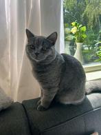 Dekkater Britse korthaar, 0 tot 2 jaar