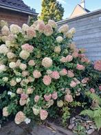 Pluimhortensia 'Limelight', Vaste plant, Halfschaduw, Zomer, Ophalen