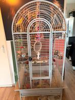 Dwergpapegaai / Agapornis incl kooi zoekt nieuw baasje, Ophalen, Zo goed als nieuw, Metaal, Vogelkooi