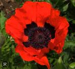 Oosterse klaproos(Papaver orientale) planten, Ophalen, Zomer, Overige soorten, Volle zon