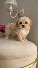 Premium maltipoo f1 micro reutje, Dieren en Toebehoren, Poedel, Particulier, Rabiës (hondsdolheid), Reu