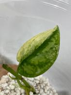 Scindapsus Mayari variegata Stekken - Meerdere Beschikbaar, Huis en Inrichting, Kamerplanten, Ophalen of Verzenden, Halfschaduw