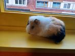 Superlieve babycavia, Cavia, Vrouwelijk, Tam, September