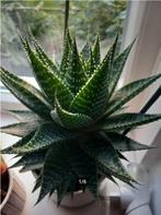 Stekjes Aloe Vera, Huis en Inrichting, Kamerplanten, Vetplant, Minder dan 100 cm, Groene kamerplant, Halfschaduw