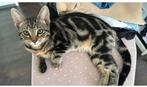 Mooie meid nog geen jaartje, Dieren en Toebehoren, Katten en Kittens | Overige Katten, Poes