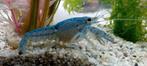 Blauwe floridakreeft, Dieren en Toebehoren, Kreeft, Krab of Garnaal, Zoetwatervis
