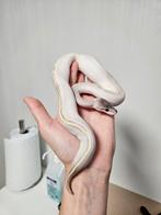 Phantom Freeway of Phantom Highway vrouwtje Python Regiu, Slang