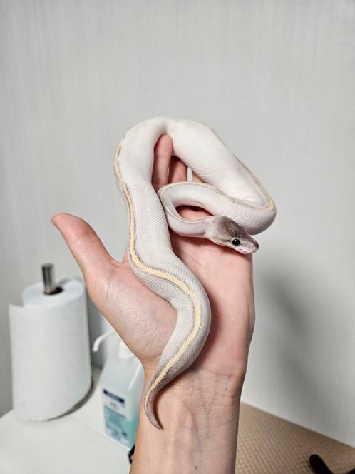 Phantom Freeway of Phantom Highway vrouwtje Python Regiu, Dieren en Toebehoren, Reptielen en Amfibieën, Slang