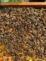 Bijenvolken te koop 10 ramen simplex, Bijen