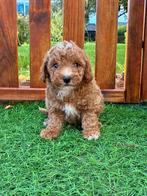 Prachtige mini labradoodle/mini doodle pups te koop!, Dieren en Toebehoren, CDV (hondenziekte), 8 tot 15 weken, Meerdere, Meerdere dieren