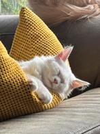Maine coon kitten, Dieren en Toebehoren, Poes, Ontwormd, 0 tot 2 jaar