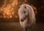 Prachtige lieve appaloosa fewspot ruin, Dieren en Toebehoren, Gechipt, Ruin, A pony (tot 1.17m), 3 tot 6 jaar