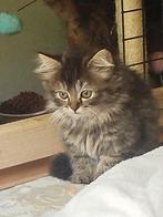 Kruising Perzische en main Coon kittens, Dieren en Toebehoren, Katten en Kittens | Raskatten | Langhaar, Meerdere dieren, Ontwormd