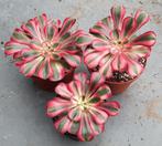 Aeonium Lina grotere vetplanten, Overige soorten, Volle zon, Vaste plant, Ophalen of Verzenden