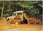 Ansichtkaart	Arnhem	Burgers' Zoo	Burgers' Safaripark	Leeuwen, Verzenden, 1960 tot 1980, Gelopen, Gelderland