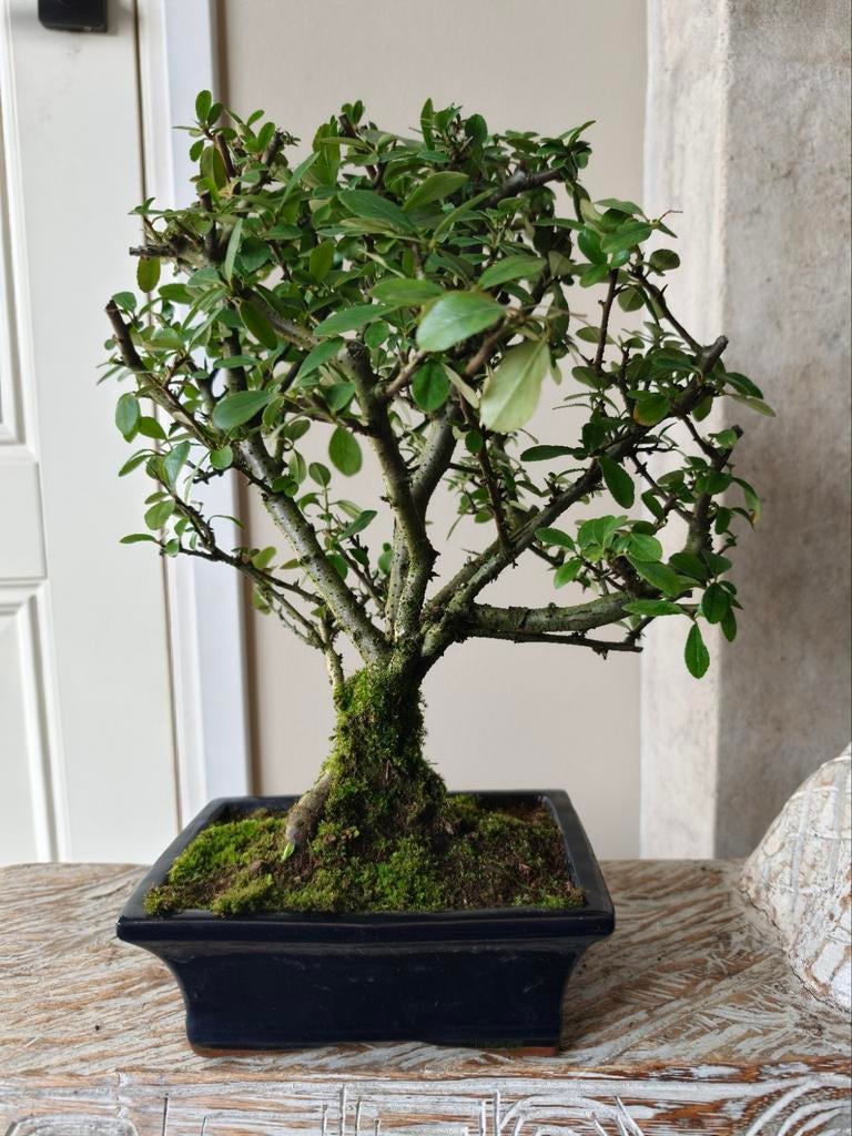 Pyracantha Bonsai, Bloeit niet, Halfschaduw, Minder dan 100 cm, Overige soorten