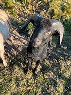 Ouessant rammen stamboek, wit, bruin, zwart,, Dieren en Toebehoren, Schapen, Geiten en Varkens, Mannelijk, Schaap