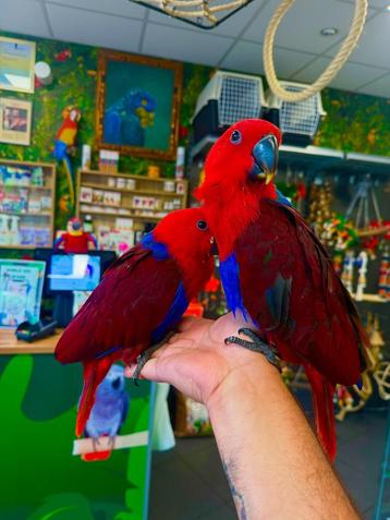 Jonge Edelpapegaaien incl. Getest beschikbaar voor biedingen