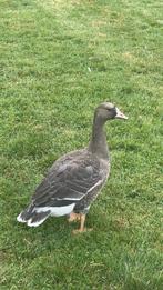 kolgans, Dieren en Toebehoren, Mannelijk, Gans of Zwaan