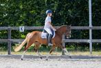 Super gave B pony, Dieren en Toebehoren, Pony's, Merrie, Recreatiepony