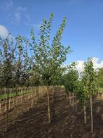 Grote Morus alba witte moerbei, Overige soorten, Zomer, 400 cm of meer, Ophalen
