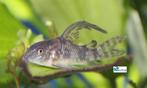 Corydoras paleatus, Dieren en Toebehoren, Vissen | Aquariumvissen, Vis, Zoetwatervis, Schoolvis