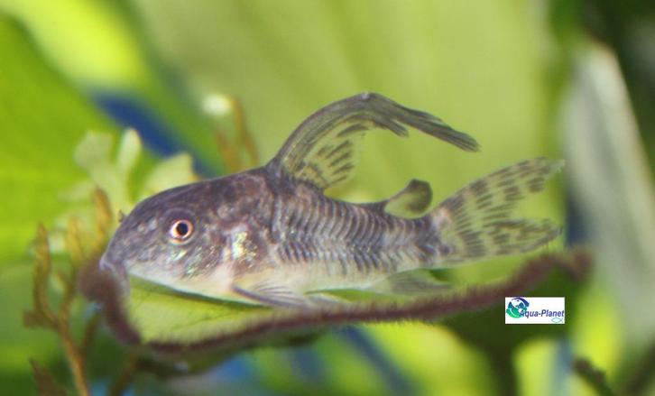 Corydoras paleatus, Dieren en Toebehoren, Vissen | Aquariumvissen, Zoetwatervis, Vis, Schoolvis