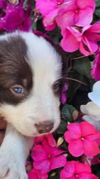 Lieve border collie pup te koop, Reu, CDV (hondenziekte), 8 tot 15 weken, Collie