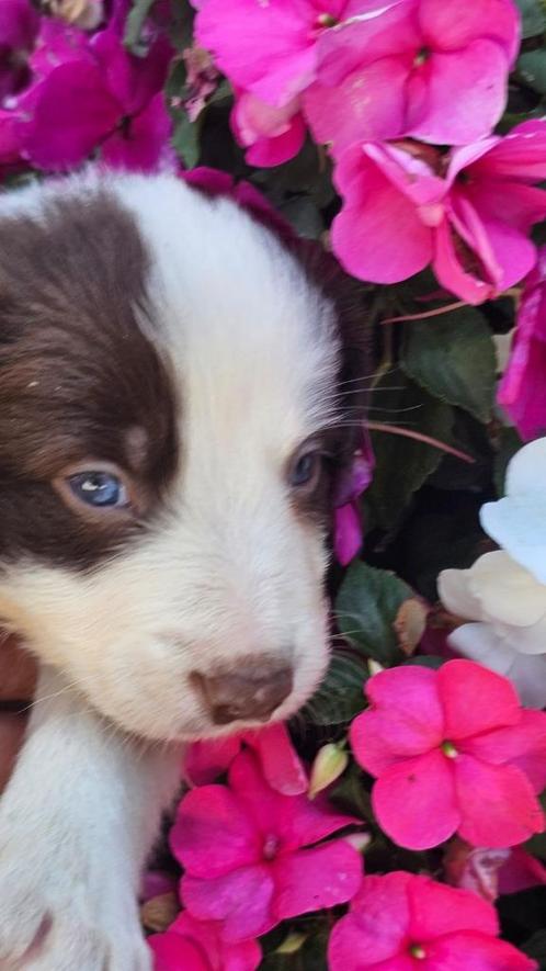 Lieve border collie pup te koop, Dieren en Toebehoren, Honden | Herdershonden en Veedrijvers, Reu, Collie, Particulier, Eén hond