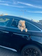 Witte Chow Chow, Ophalen of Verzenden, Zo goed als nieuw