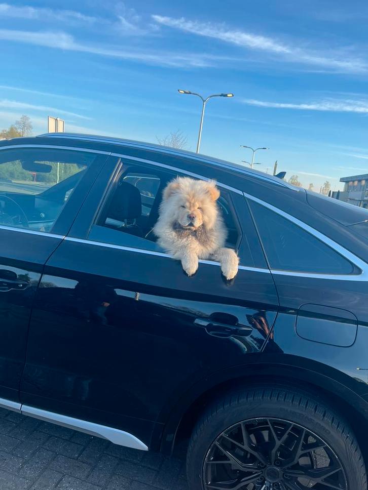 Witte Chow Chow, Dieren en Toebehoren, Honden-accessoires, Zo goed als nieuw, Ophalen of Verzenden