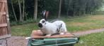 Groot Lotharinger, Dieren en Toebehoren, Vrouwelijk, Groot, 0 tot 2 jaar