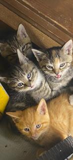 TE KOOP KITTENS, Dieren en Toebehoren, Katten en Kittens | Raskatten | Korthaar, Meerdere dieren, Ontwormd, 0 tot 2 jaar