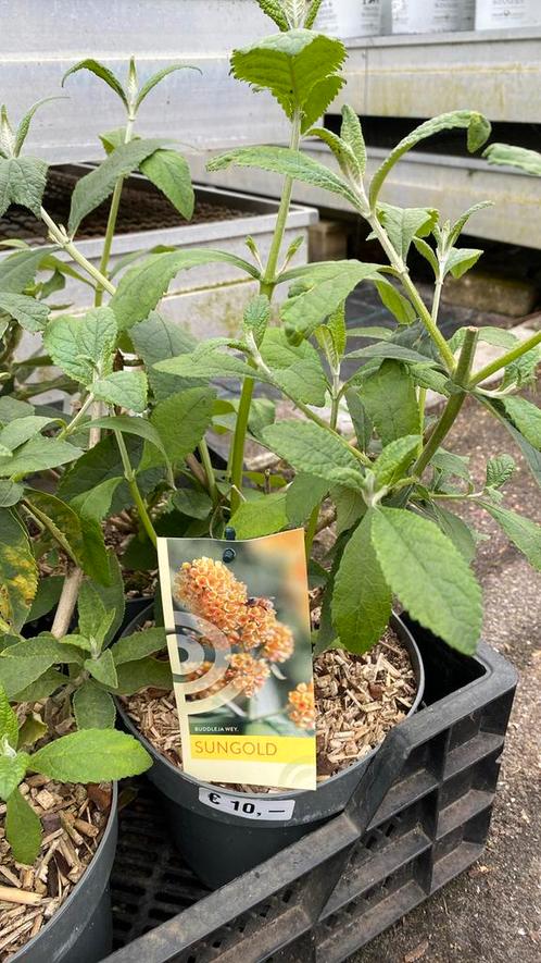 Gele vlinderstruik (buddleja sungold), Tuin en Terras, Planten | Tuinplanten, Overige soorten, Volle zon, Zomer, Ophalen