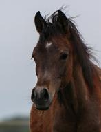 Prachtig goed bewegend hengstveulen, Dieren en Toebehoren, Hengst, 0 tot 2 jaar, Ontwormd, Minder dan 160 cm