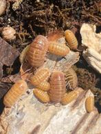 Armadillidium vulgare ‘T+albino’, Overige soorten