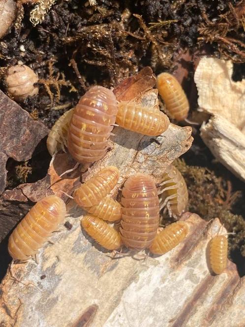 Armadillidium vulgare ‘T+albino’, Dieren en Toebehoren, Insecten en Spinnen, Overige soorten