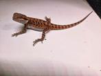 Mooie Orange red tiger leatherback 10 weekjes oud, Dieren en Toebehoren, Reptielen en Amfibieën, Hagedis, Tam, 0 tot 2 jaar