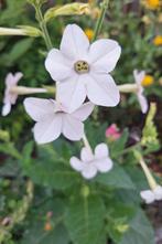 Nicotiana ' Sensations' , tabaksplant zaden, Ophalen of Verzenden, Volle zon