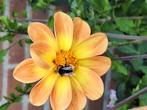 Dahlia knol, Tuin en Terras, Bloembollen en Zaden, Ophalen of Verzenden, Volle zon, Knol