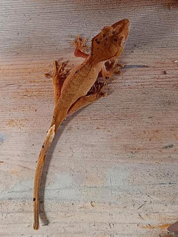 Wimpergekko jong beschikbaar voor biedingen