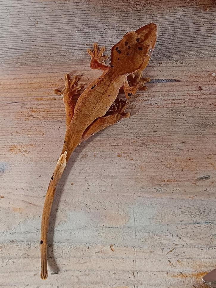 Wimpergekko jong inktspot dalmatian, Dieren en Toebehoren, Reptielen en Amfibieën, Hagedis, 0 tot 2 jaar