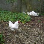 Gratis; Hanen, Dieren en Toebehoren, Mannelijk, Kip