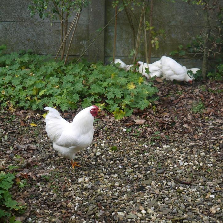 Gratis; Hanen, Dieren en Toebehoren, Pluimvee, Kip, Mannelijk