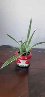 🌺   Binnen en buiten plant, Huis en Inrichting, Kamerplanten, Ophalen of Verzenden, Halfschaduw, Minder dan 100 cm