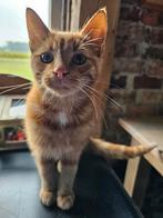 Mooie rode boerderij kater, Dieren en Toebehoren, Katten en Kittens | Overige Katten, Kater