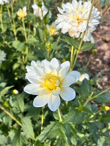 Dalila Siberia - Prachtige Dahlia! beschikbaar voor biedingen